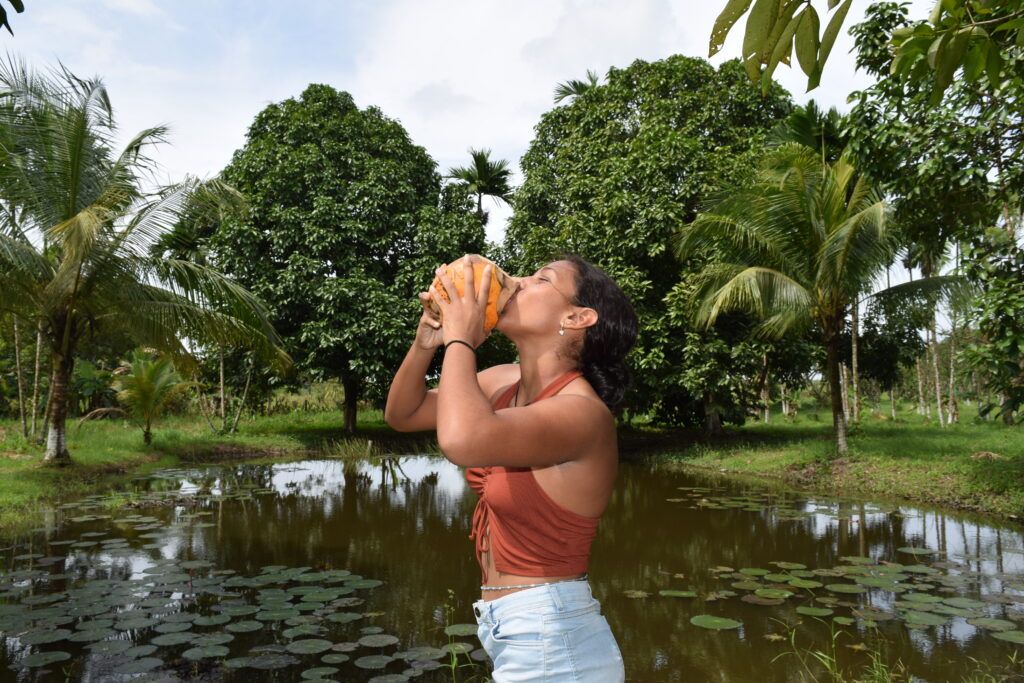 Fresh coconut on the farm