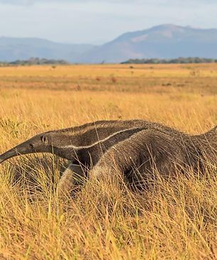 Giant anteater in the Rupununi