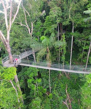 Canopy walkway